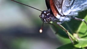 Wallpaper Schmetterling